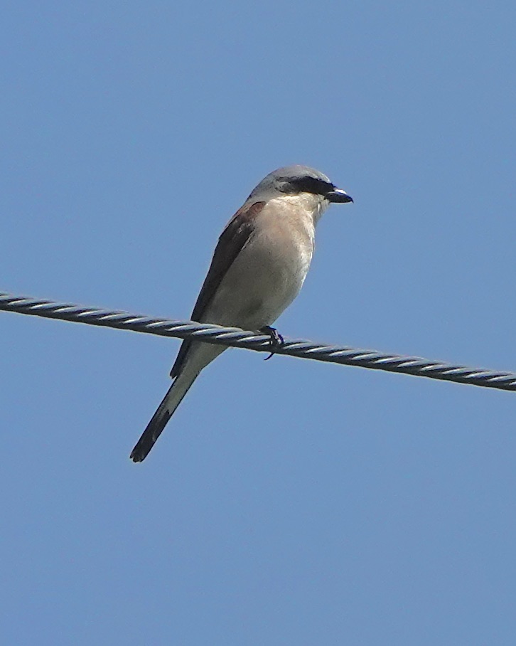 red-backed shrike